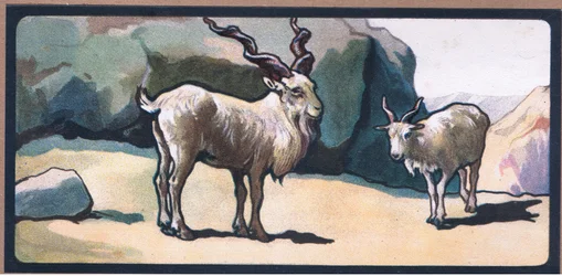 Markhor (Goat)