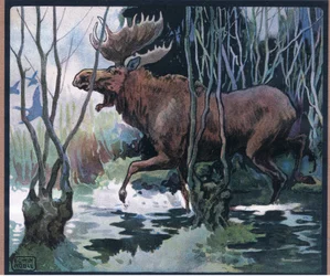 Moose