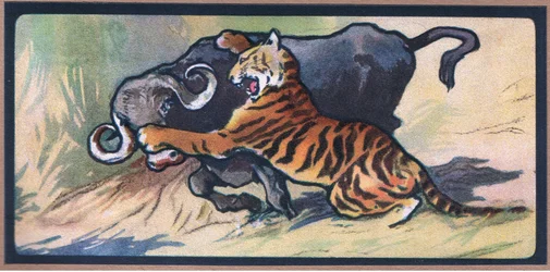 Tiger and Buffalo