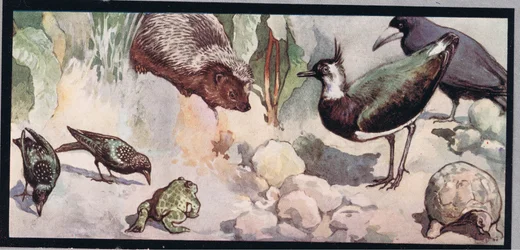 Wildlife, illustration from 