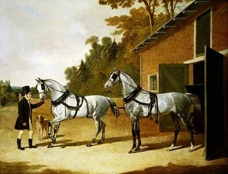 Carriage Horses