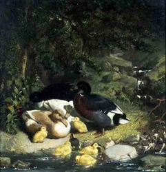 Ducks and Ducklings