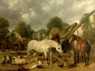 Horses in a Paddock