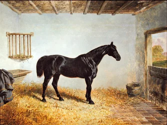 Portrait of a Stallion Standing in a Stable