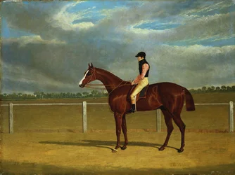 The Racehorse 