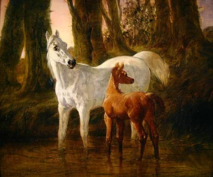 Dare and Foal Startled While Watering in a Stream