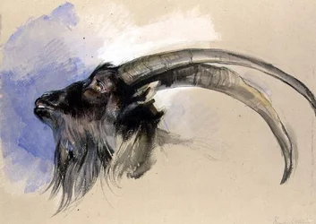 Head of a Steinbock