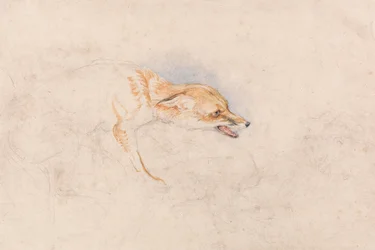 Study of a Crouching Fox, Facing Right