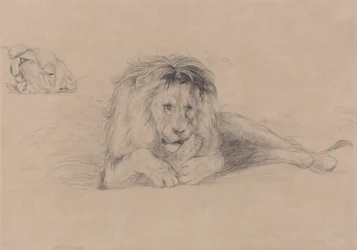 Study of a Lion and Study of a Lioness