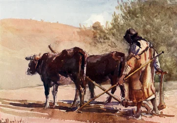 Ploughing on the Mount of Olives