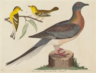 Passenger Pigeon, Blue-mountain Warbler, and Hemlock Warbler