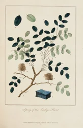 Sprig of the Indigo Plant