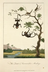The Quato & Saccawinkee Monkeys