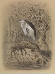 Little Bittern, Ixobrychus minutus