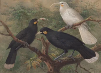 Three Huia (Heteralocha acutirostris)