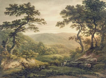 Needlewood Forest, Hampshire