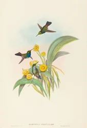 Damophila amabilis Blue-breasted Hummingbird