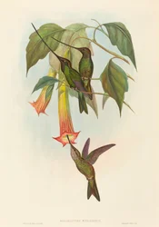 Docimastes ensiferus Sword-billed Hummingbird