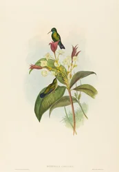 Eucephala Caerulea Blue-chinned Sapphire