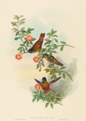 Golden Star-frontlet. Creators: John Gould, Henry Constantine Richter