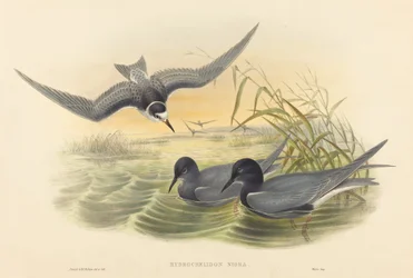 Hydrochelidon Nigra