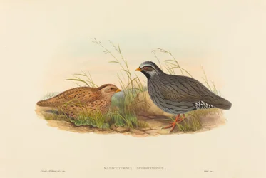 Malacoturnix superciliosus Mountain Quail