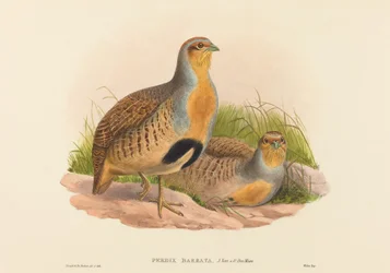 Perdix barbata Daurian Partridge