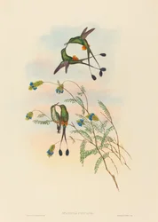 Spathura peruana, Peruvian Racket-Tail. Creators: John Gould, Henry Constantine Richter.
