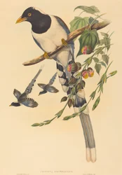 Urocissa magnirostris, probably 1850-1883