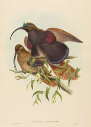 Drepanornis albertisi Black-billed Sicklebill Bird of Paradise. Creators: John Gould, William Matthew Hart.