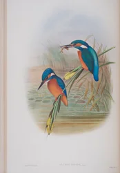 Alcedo Ispida, plate from The Birds of Great Britain by John Gould, published 1862-73