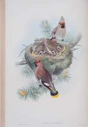 Ampelis Garrulus, plate from The Birds of Great Britain by John Gould, published 1862-73