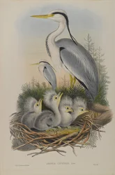 Heron