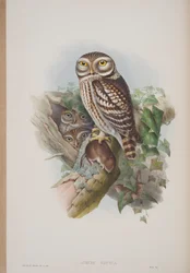 Athene Noctua, plate from The Birds of Great Britain by John Gould, published 1862-73