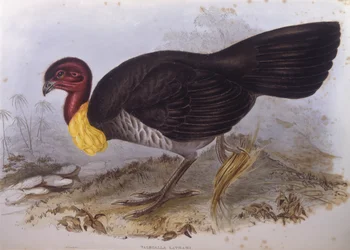 Australian brush-turkey (Alectura lathami), Engraving