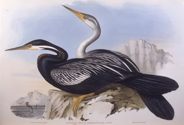 Australian darter (Anhinga novaehollandiae), Engraving by John Gould