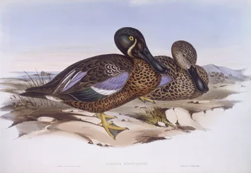 Australian shoveler (Anas rhynchotis), Engraving by John Gould