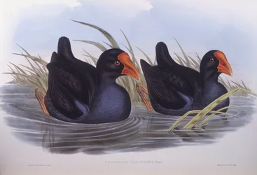Australian swamphen (Porphyrio melanotus), Engraving by John Gould