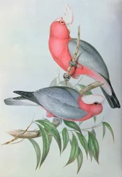 Birds of Asia