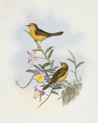 Black-Chinned Babbler (Stachyris pyrrhops), Engraving by John Gould