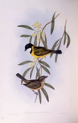 Black-tailed whistler (Pachycephala melanura), Engraving by John Gould