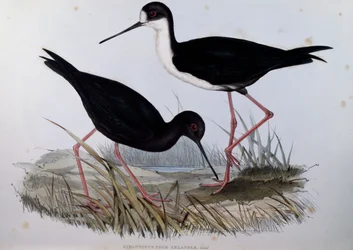 Black Stilt (Himantopus novaezelandiae), engraving from Birds of Australia