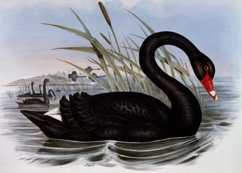 Black Swan (Cygnus atratus), engraving from Birds of Australia