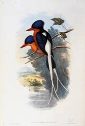 Buff-breasted Paradise-kingfisher (Tanysiptera sylvia)