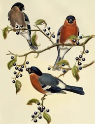 Bullfinch (Pyrrhula pyrrhula), engraving by John Gould, United Kingdom