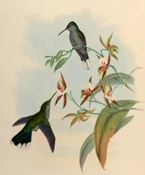 Campylopterus latipennis