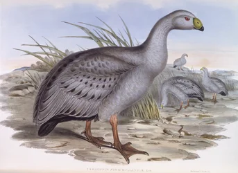 Cape Barren goose (Cereopsis novaehollandiae), Engraving