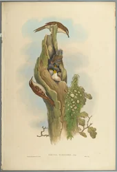 Certhia Familiaris - Tree Creeper