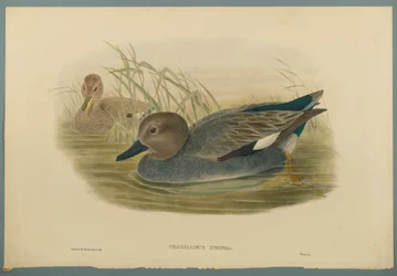 Gadwell Ducks