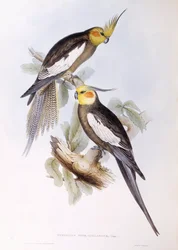 Cockatiel (Nymphicus hollandicus), Engraving by John Gould